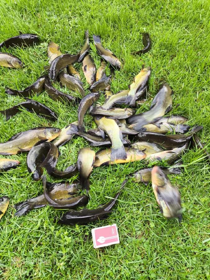 Lynų mailius , lynai iš nuosavo tvenkinio 1kg 15e