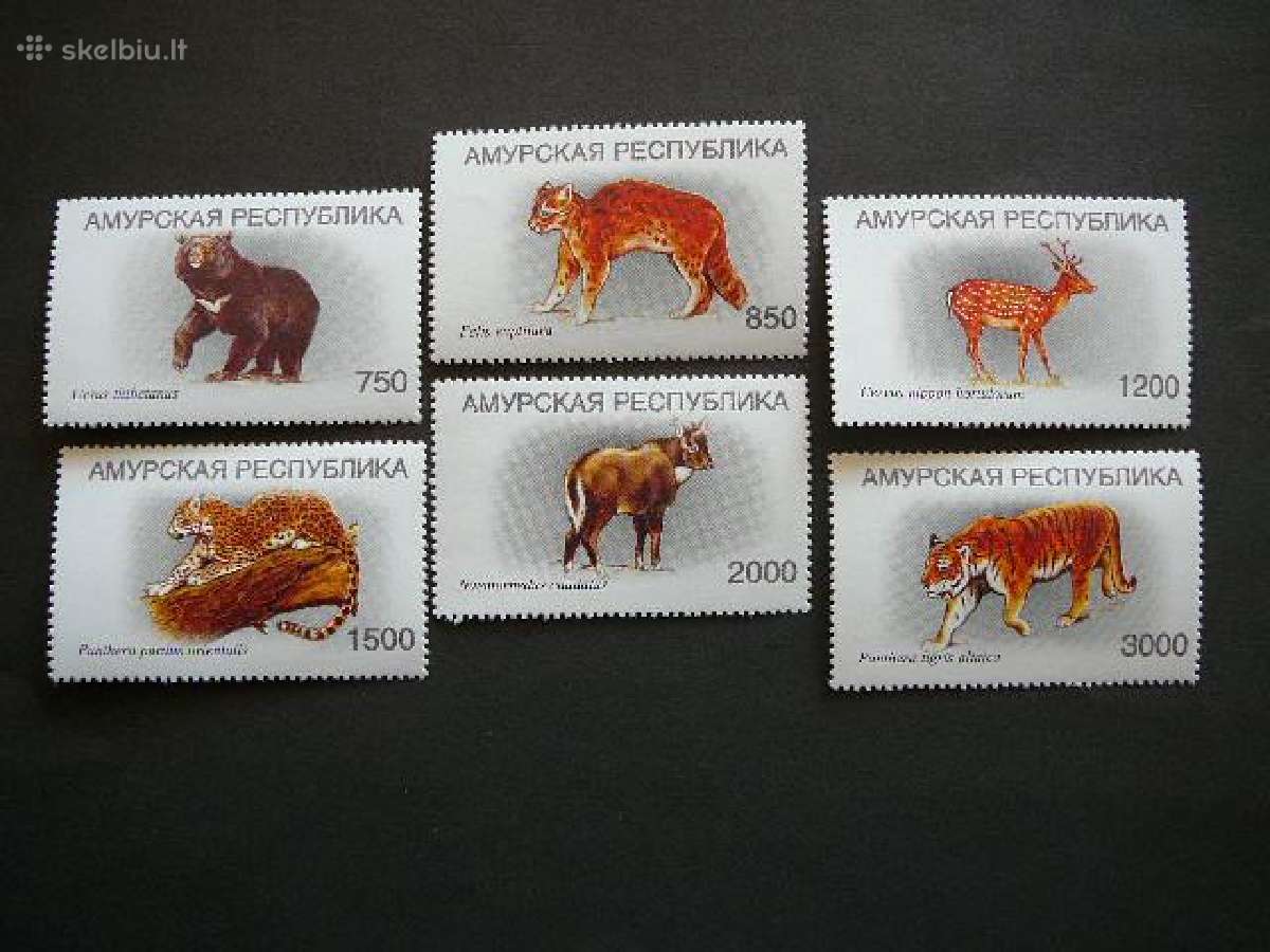 Meskos Panteros Amuras (R) 2000 svarus amr866