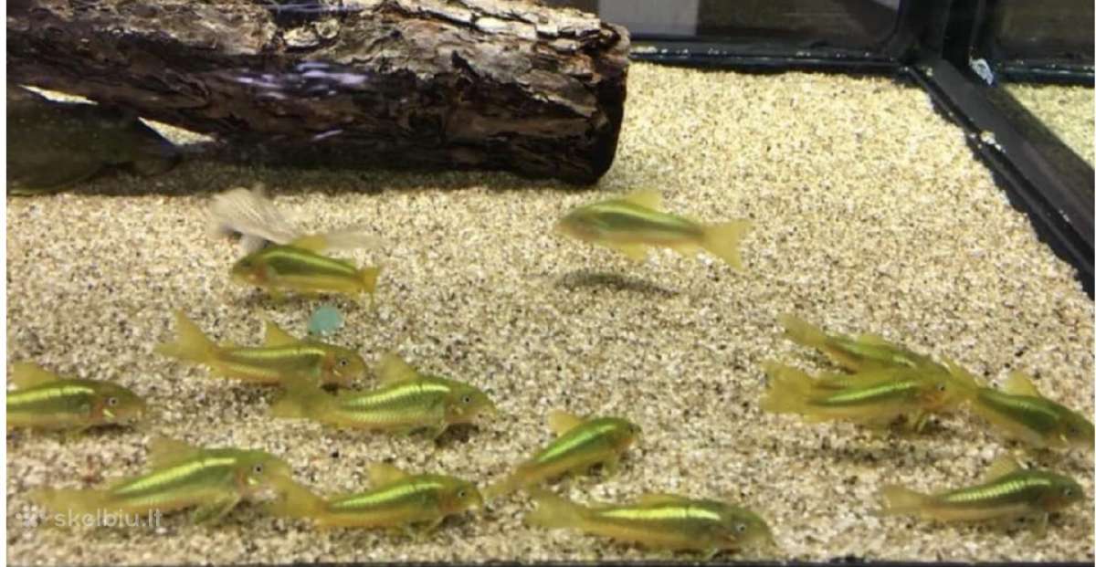 Green laser Corydoras
