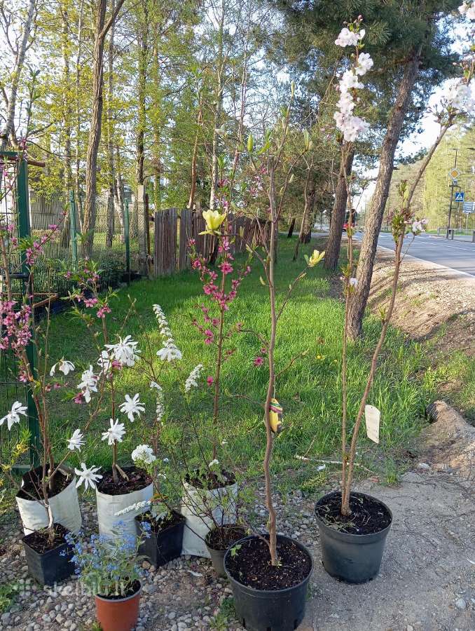 Gėlės Vilniuje. Gėlės Balsiuose - nuotraukos Nr. 17