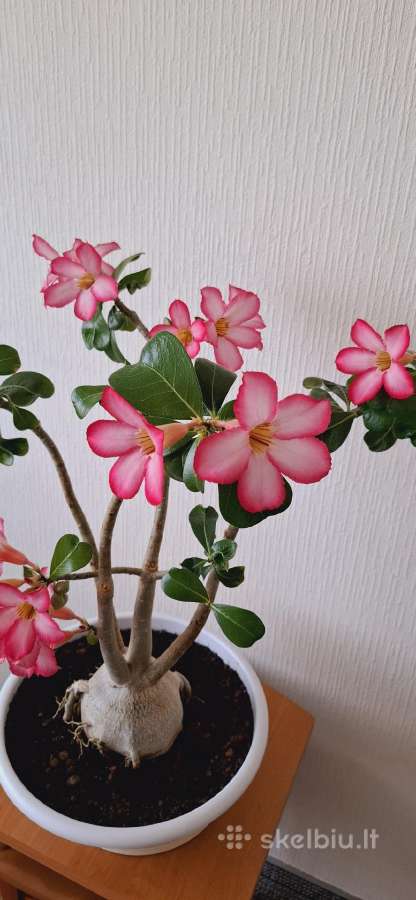 Gėlės. Dykumų rožės, adenium, žydintys bonsai. - nuotraukos Nr. 2