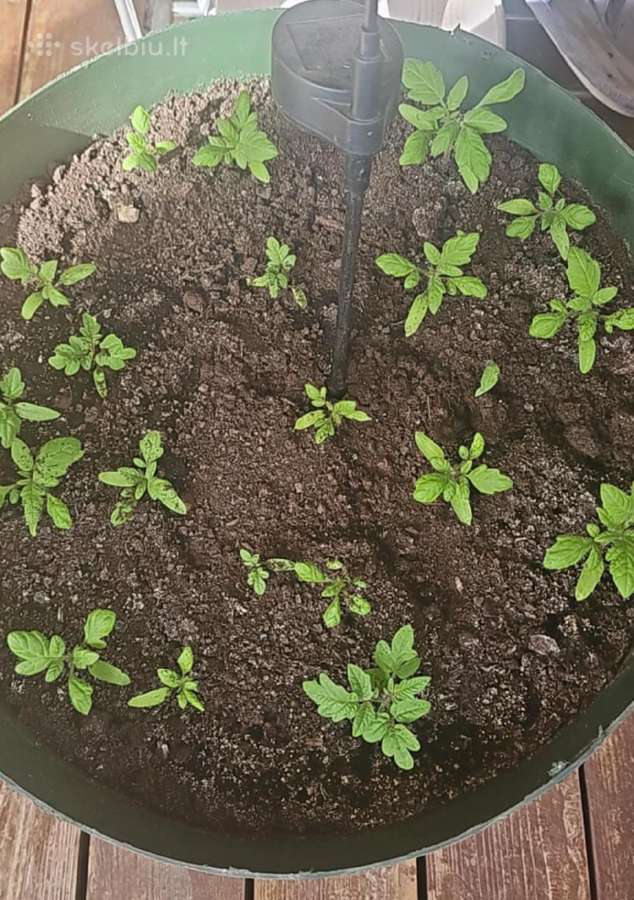 Pomidorų daigai tinkami auginti vazonuose, balkon