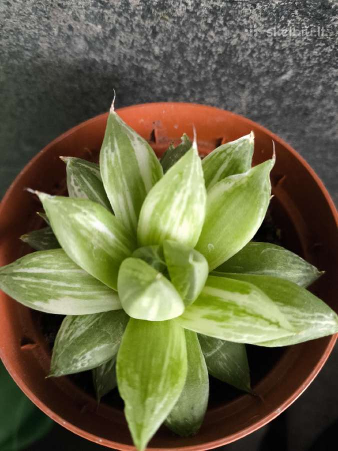 Haworthia cuspidata f. variegata