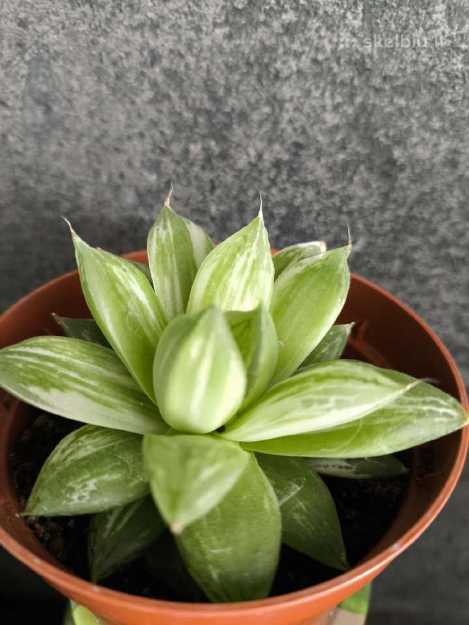 Haworthia cuspidata f. variegata - nuotraukos Nr. 2