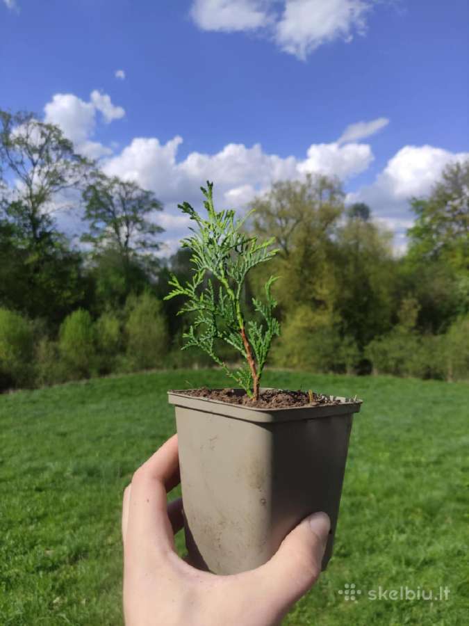 Vakarinės tujos 'Smaragd', Miskantai 'Giganteus'