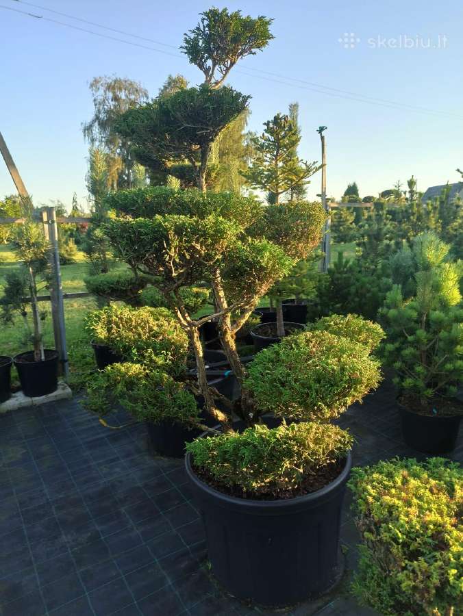 Bonsai - nuotraukos Nr. 14