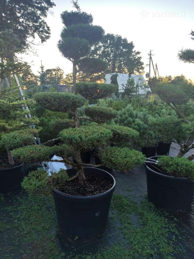 Bonsai - nuotraukos Nr. 9