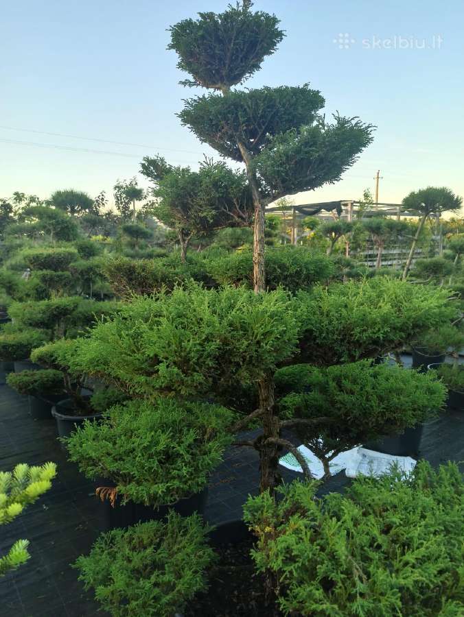 Bonsai - nuotraukos Nr. 15