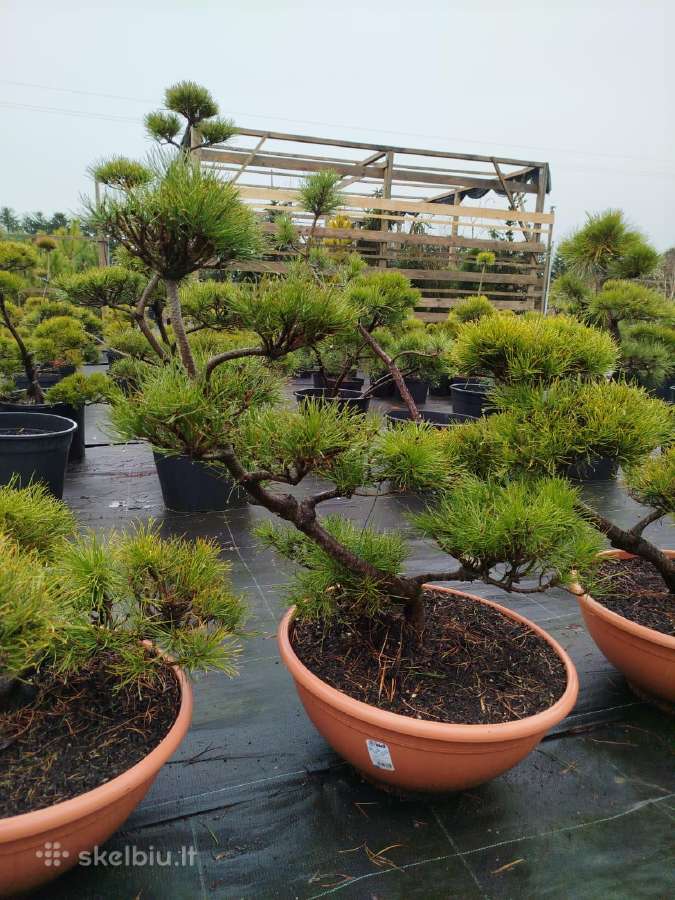 Bonsai - nuotraukos Nr. 10