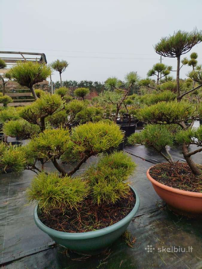 Bonsai - nuotraukos Nr. 11
