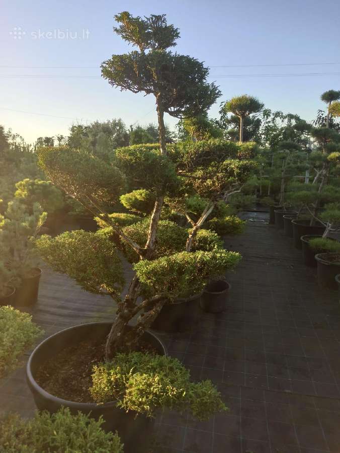 Bonsai - nuotraukos Nr. 16