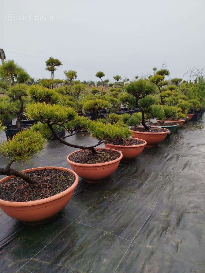Bonsai - nuotraukos Nr. 2