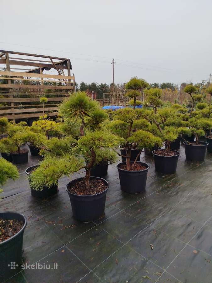 Bonsai - nuotraukos Nr. 5