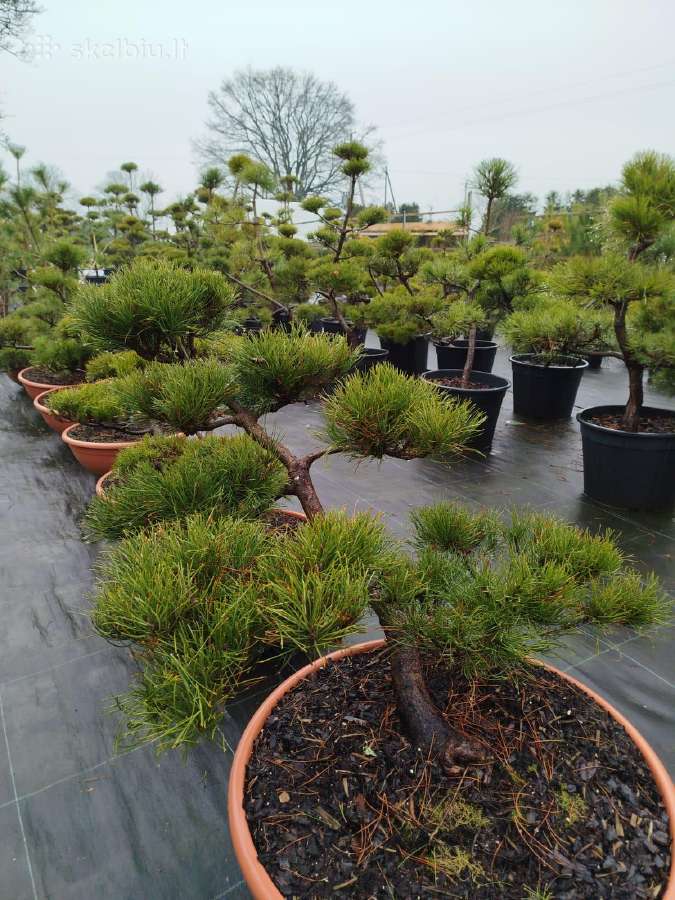 Bonsai - nuotraukos Nr. 6