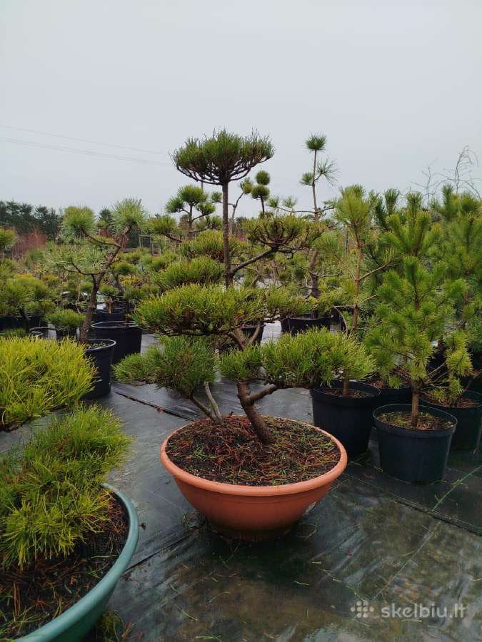 Bonsai