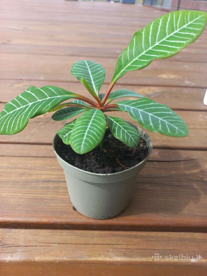 Baltagyslė karpažolė (Euphorbia leuconeura) - nuotraukos Nr. 7