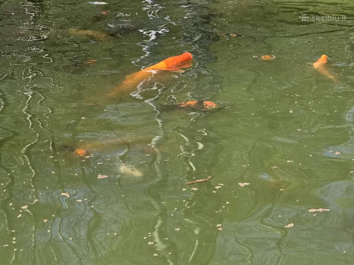 Koi karpiai