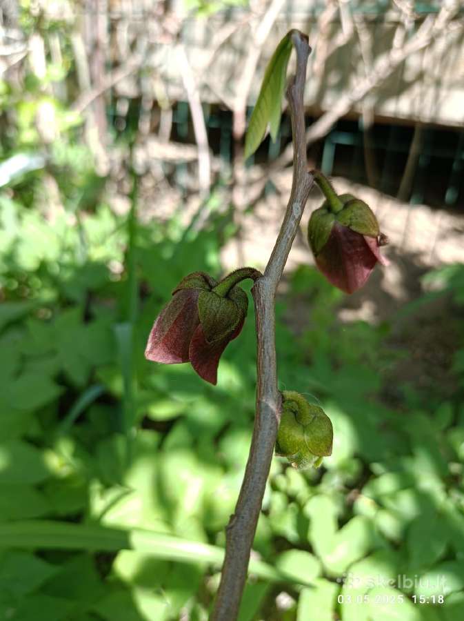 Asimina Triloba - Triskiaut Azimina - nuotraukos Nr. 3