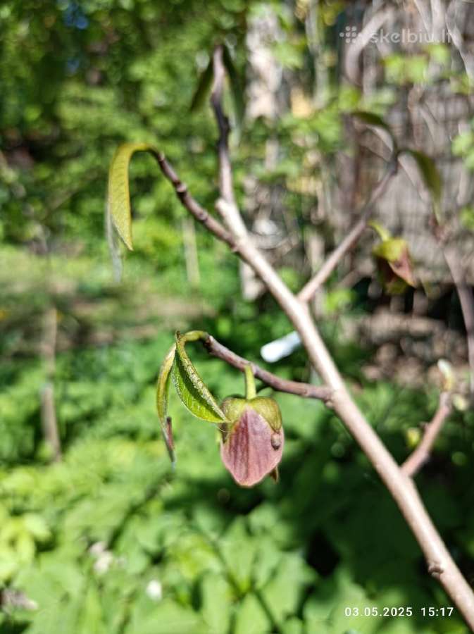 Asimina Triloba - Triskiaut Azimina - nuotraukos Nr. 4