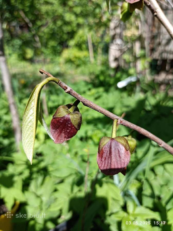 Asimina Triloba - Triskiaut Azimina - nuotraukos Nr. 5