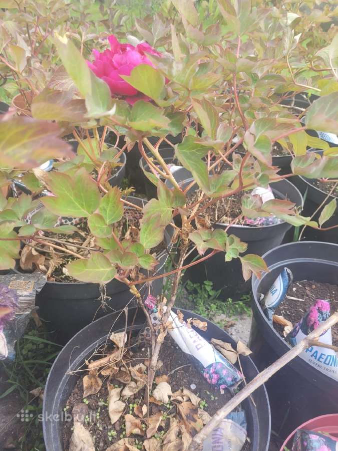 Medėjantys bijūnai - nuotraukos Nr. 10