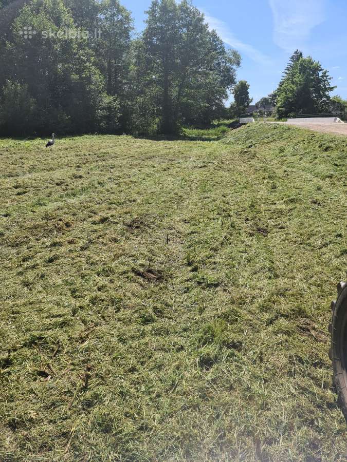 Pjauname aukšta žolę su traktorium, mulčiavims - nuotraukos Nr. 16