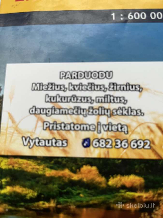 Kukuruzai - nuotraukos Nr. 2