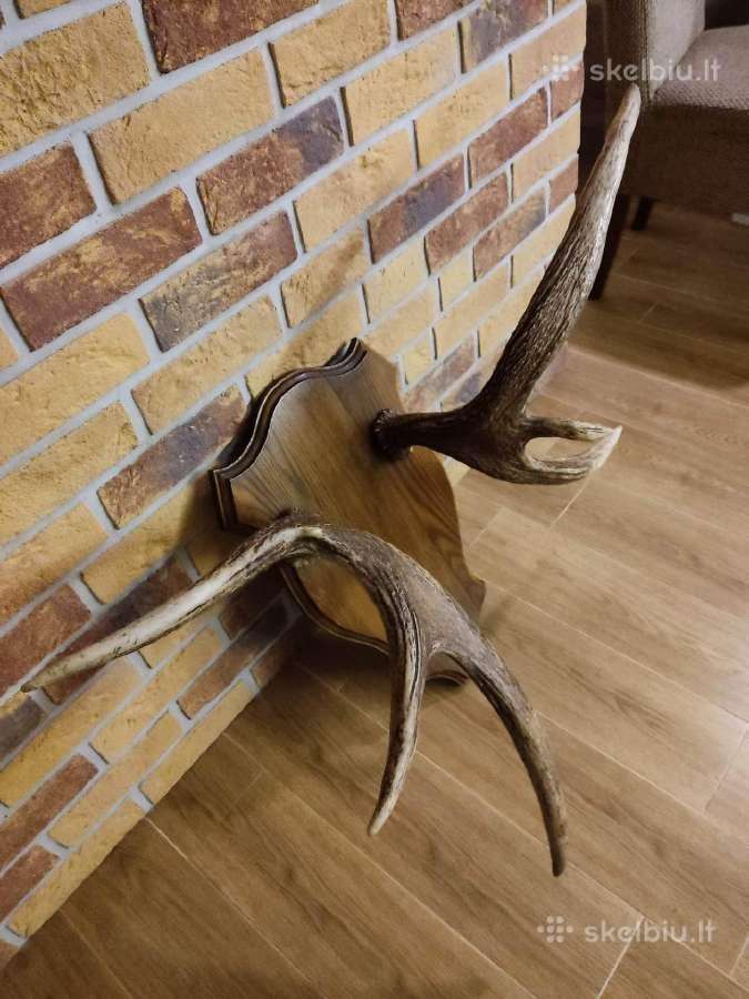 Parduodami briedžio ragai