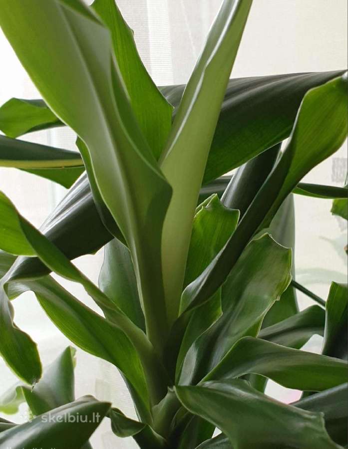 Augalai Dracena 165cm