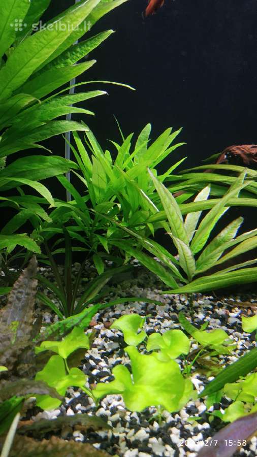 Akvariumo augalai - nuotraukos Nr. 2