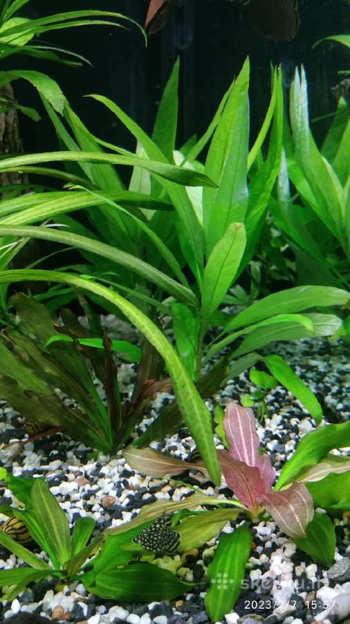 Akvariumo augalai - nuotraukos Nr. 3
