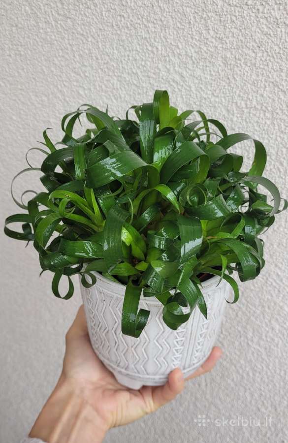 Bromelija Vriesea Astrid