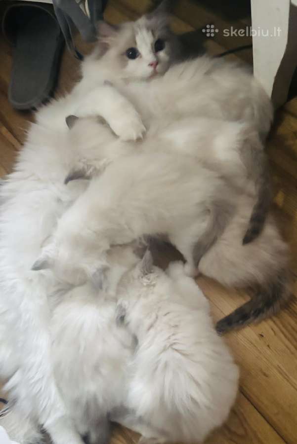 Ragdoll kaciukai - nuotraukos Nr. 15