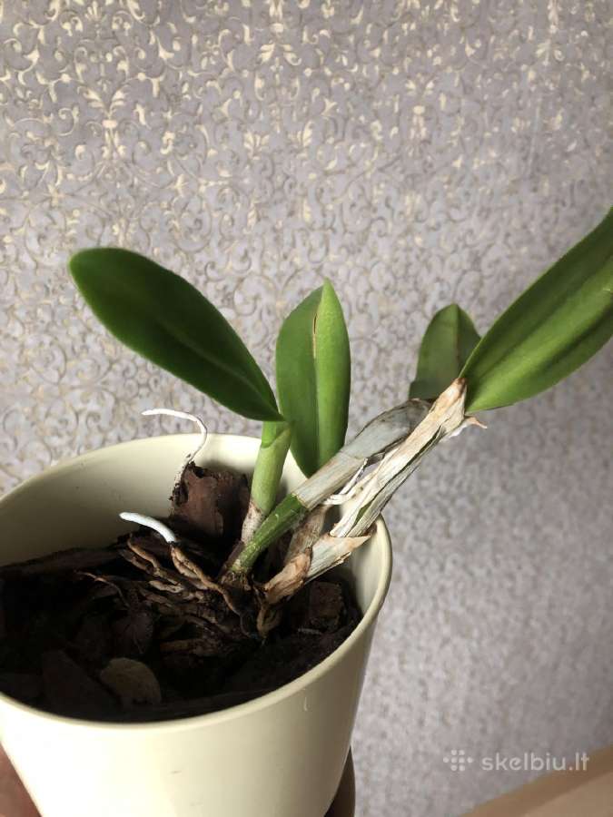 Cattleya