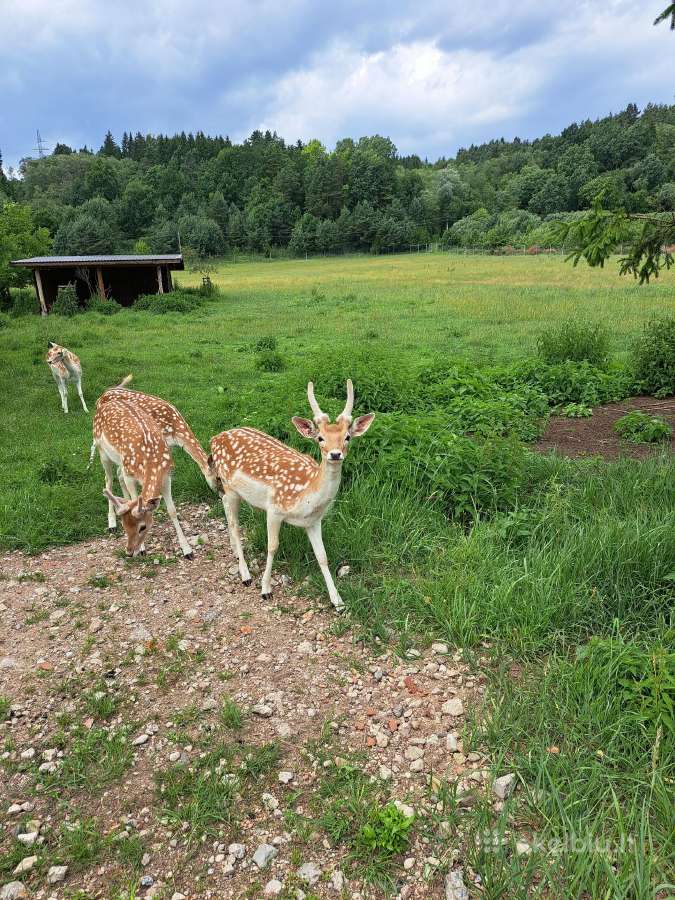 Parduodami perliniai danieliai