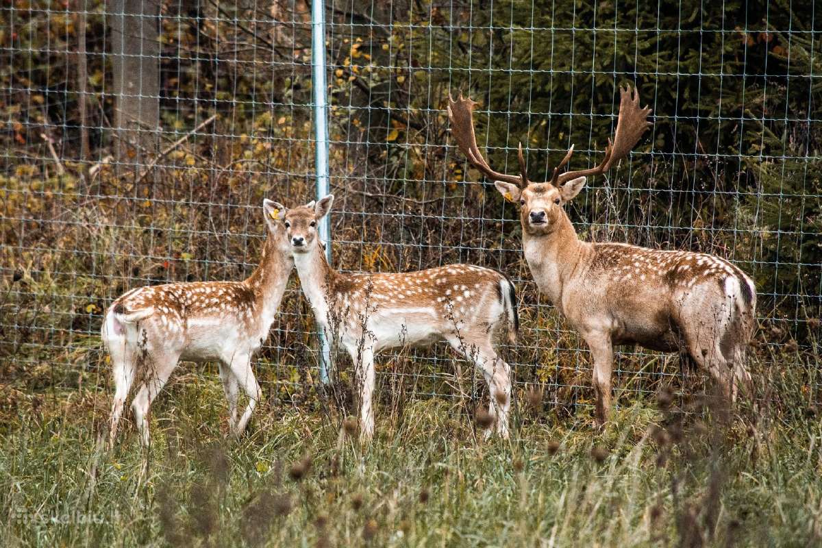 Parduodami perliniai danieliai - nuotraukos Nr. 2