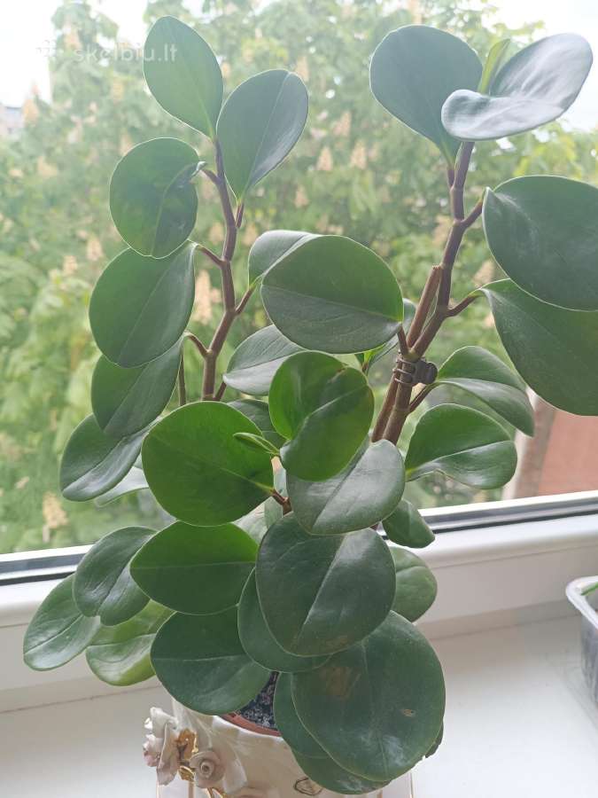 Peperomia
