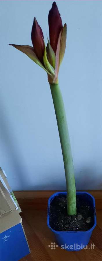 Amariliai nuo 1 Eur - nuotraukos Nr. 2