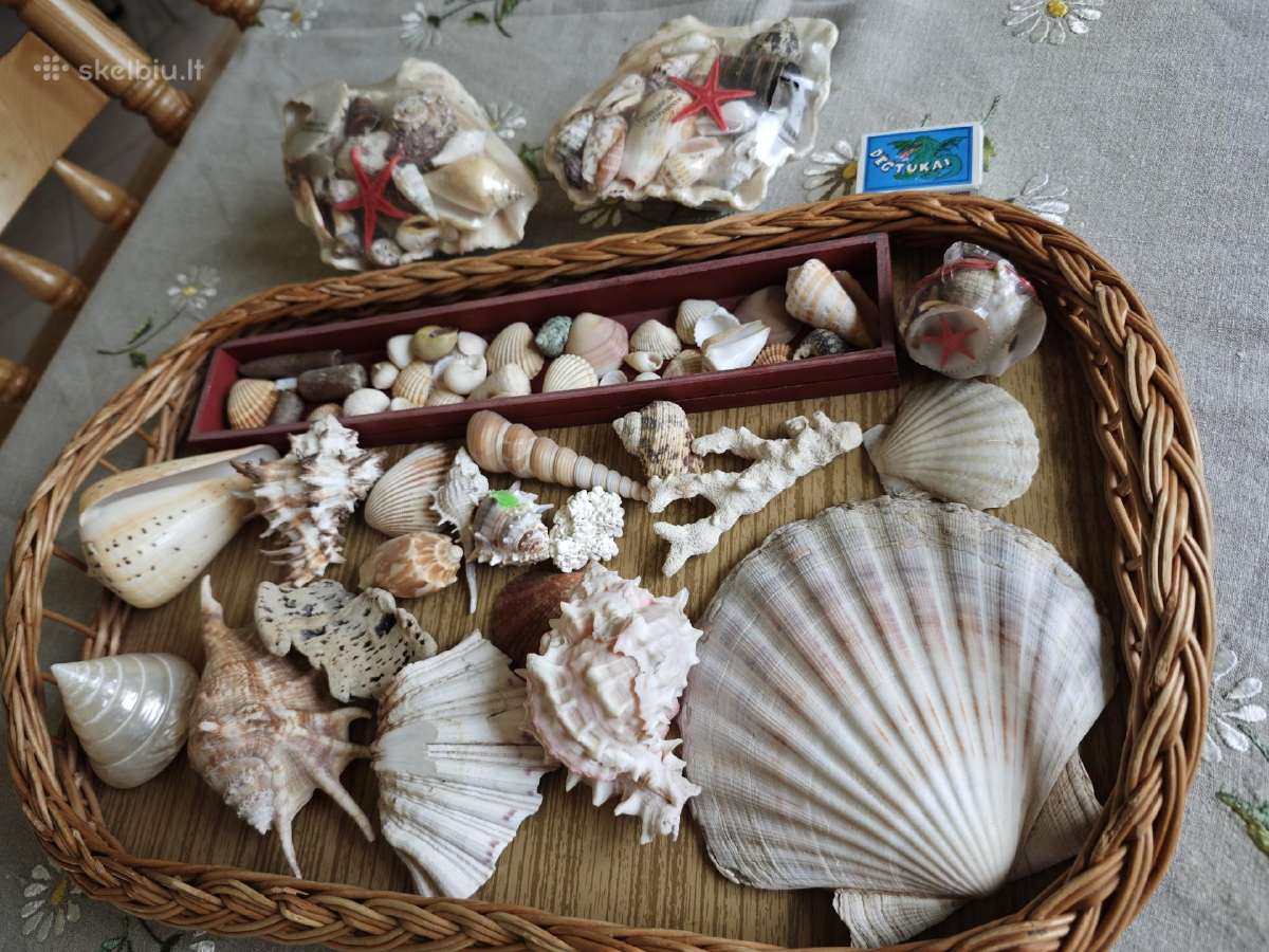 Kriauklytės iš įvairių vandenų - nuotraukos Nr. 2