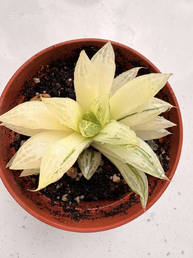 Haworthia cuspidata f. variegata - nuotraukos Nr. 5