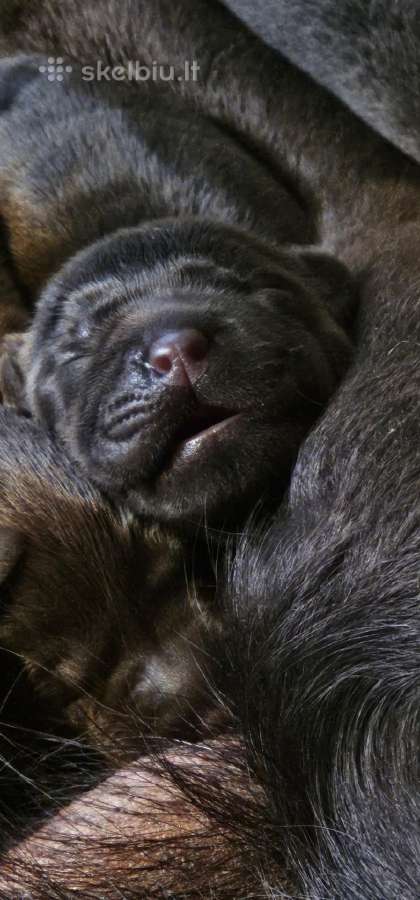 Labradoro Retriveriai Šokoladinės spalvos - nuotraukos Nr. 7