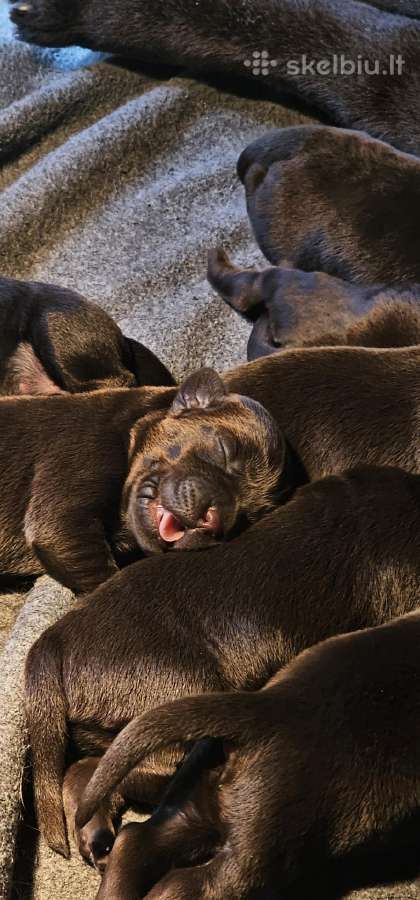 Labradoro Retriveriai Šokoladinės spalvos - nuotraukos Nr. 3