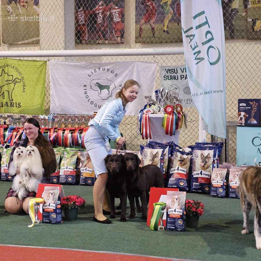 Labradoro Retriveriai Šokoladinės spalvos - nuotraukos Nr. 26