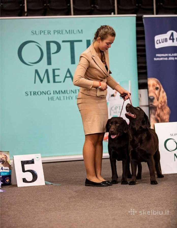 Labradoro Retriveriai Šokoladinės spalvos - nuotraukos Nr. 28