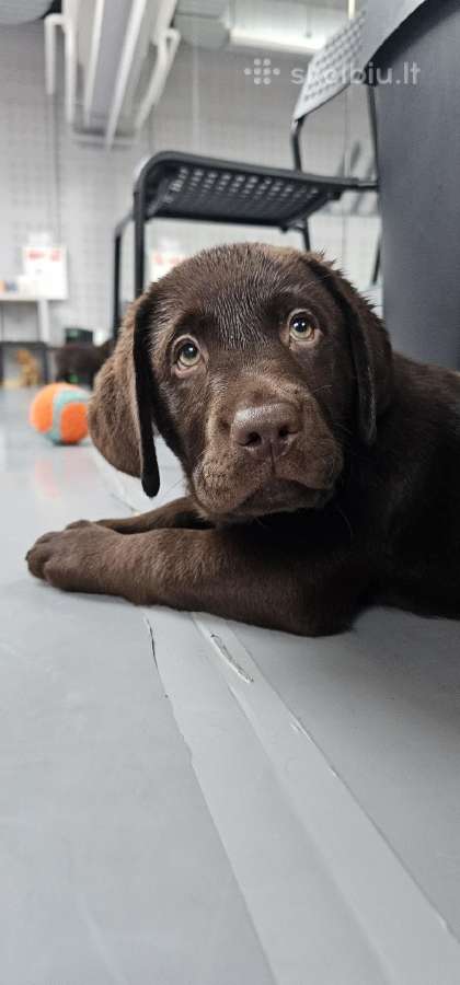 Labradoro Retriveriai Šokoladinės spalvos - nuotraukos Nr. 25