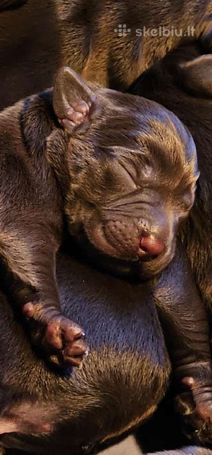 Labradoro Retriveriai Šokoladinės spalvos - nuotraukos Nr. 5