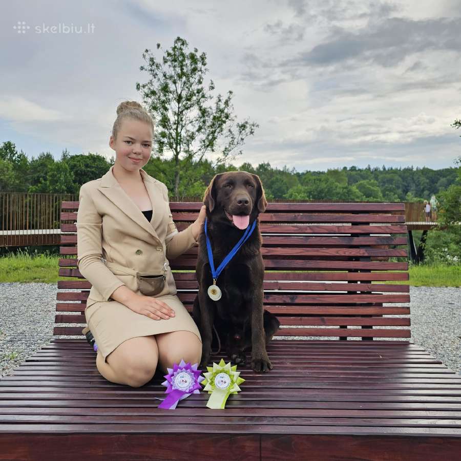Labradoro Retriveriai Šokoladinės spalvos - nuotraukos Nr. 29