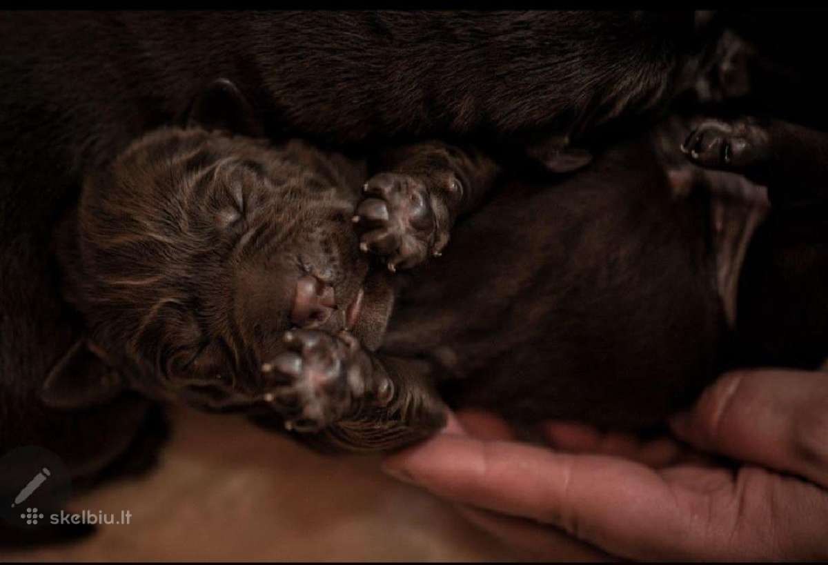 Labradoro Retriveriai Šokoladinės spalvos - nuotraukos Nr. 6