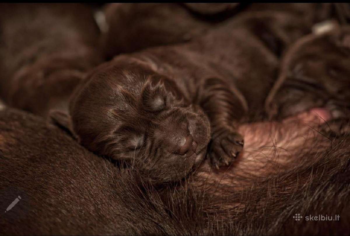 Labradoro Retriveriai Šokoladinės spalvos - nuotraukos Nr. 10