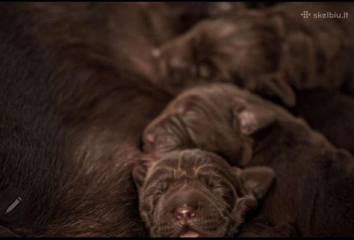 Labradoro Retriveriai Šokoladinės spalvos - nuotraukos Nr. 2